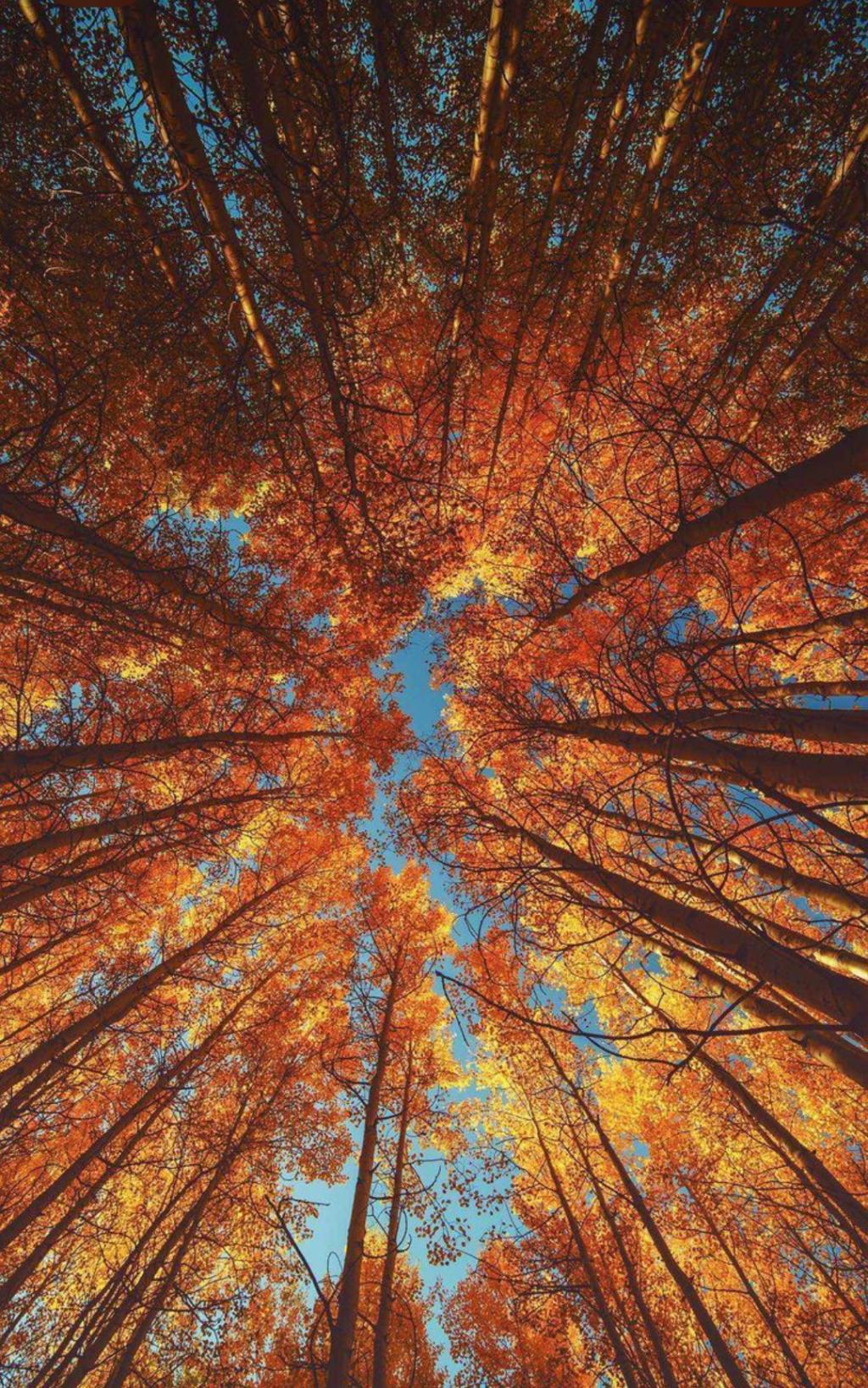 Entrando con consciencia al otoño