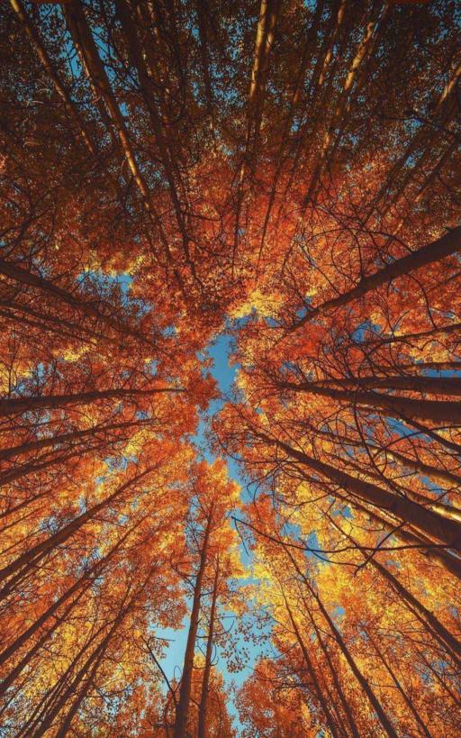 Entrando con consciencia al otoño